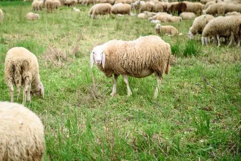 White Sheep Stock Photos