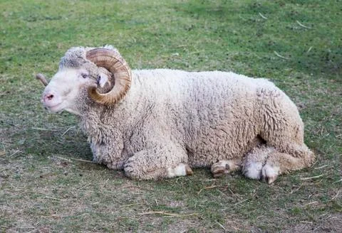 White sheep sitting Stock Photos