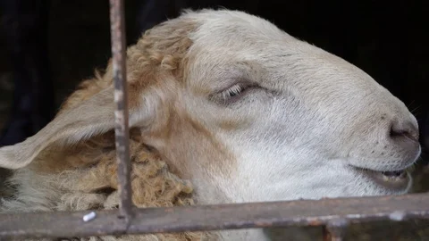 A white sheep snout is chewing something in the sheephouse. Stock Footage 113882940