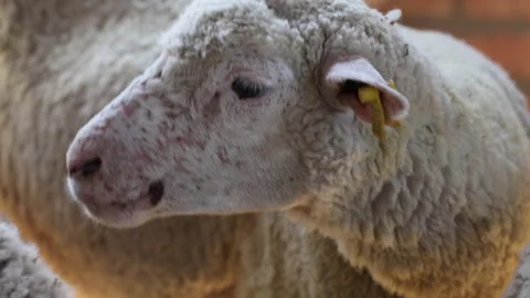 White sheep in the stable Stock Footage 250196418