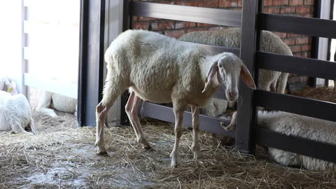 White sheep in the stable Video stock 250196450