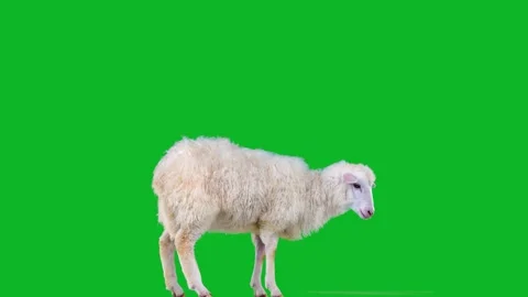 Sheep Green Screen Stock Video Footage | Royalty Free Sheep Green ...