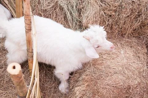 White sheep on a Straw grass background with farm Stock Photos