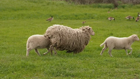 White sheep with two lambs run on green grass in the meadow Stock Footage 145397741