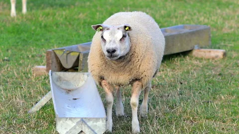White sheep with a visible eartag stands in grassy farmland near a feeder Stock Footage 322944262
