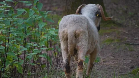  A white sheep walking away Stock Footage 277530350
