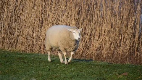 White sheep walking on a dike Stock Footage 149584948