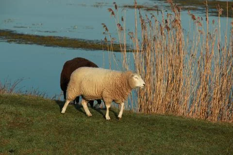 White sheep walking on a dike in front of a lake Stock Photos