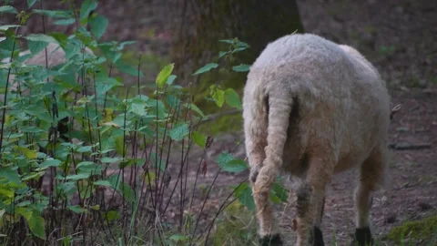 A white sheep walking  Stock Footage 277218946