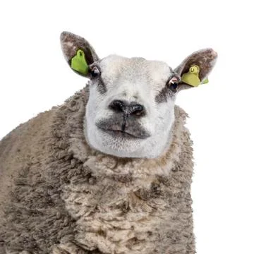 White sheep on white background Stock Photos