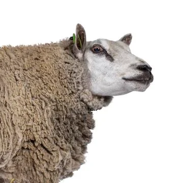 White sheep on white background Foto stock