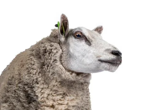 White sheep on white background Stock Photos