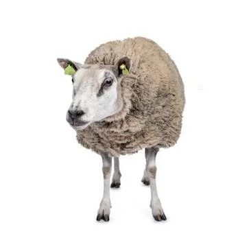White sheep on white background Stock Photos