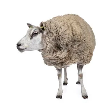 White sheep on white background Stock Photos