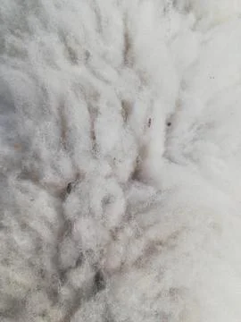 White sheep wool Fotos Stock