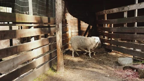 White sheep in the zoo. Two sheep resting in a cozy rural barn. Stock Footage 311531889