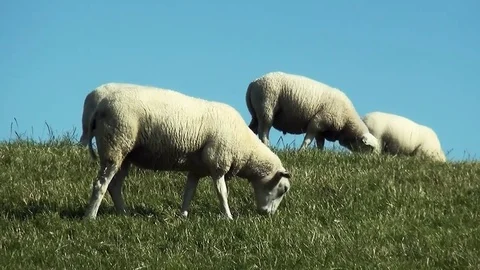 White sheeps on the dike Stock Footage 82902764