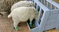 White sheeps HD Footage