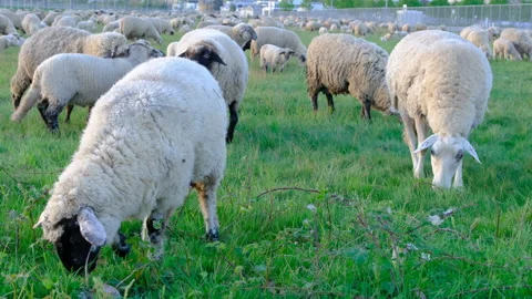 White sheeps graze in the meadow in sunset light Stock Footage 274869331