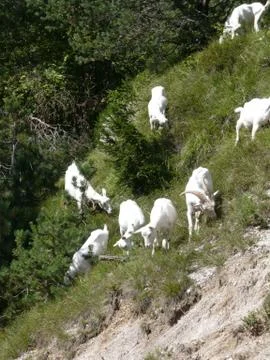 White sheeps in the hillside Stock Photos
