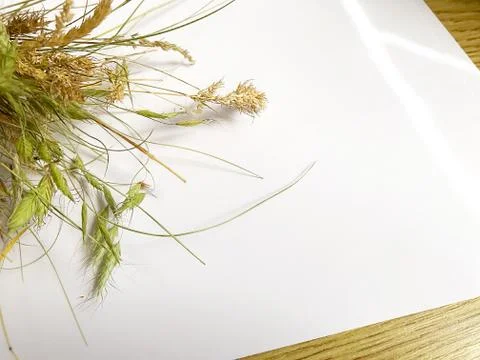 White sheet of paper and a bundle of meadow grass with ribbon on a wooden tab Stock Photos