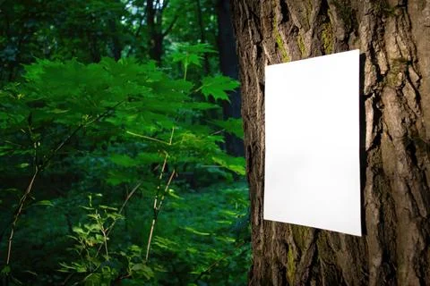 White sheet of paper on bark of tree trunk on forest blurred background Stock Photos