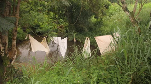 White sheets drying on a wire over a pond in the forest, in Ivory Coast Stock Footage 221578099
