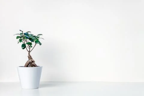 White shelf on an empty wall with bonsai. Stock Photos