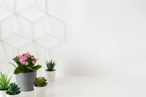 White shelf on a white empty wall. Geometric pattern. Home potted plants. Stock Photos