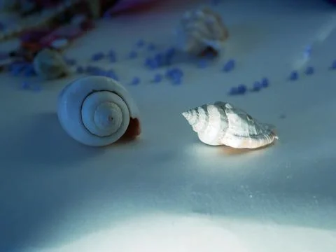 White shell and cattered blue beads Stock Photos