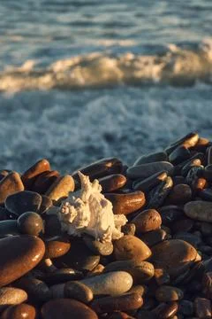 A white shell on the background of the sea 스톡 사진