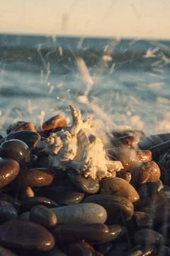 A white shell on the background of the sea Stock-Fotos