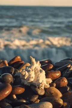A white shell on the background of the sea 스톡 사진
