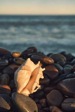 A white shell on the background of the sea 스톡 사진