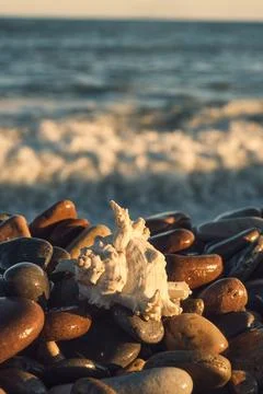 A white shell on the background of the sea Stock-Fotos