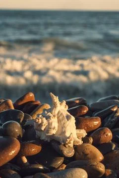 A white shell on the background of the sea Stock-Fotos