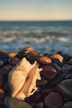 A white shell on the background of the sea Foto stock