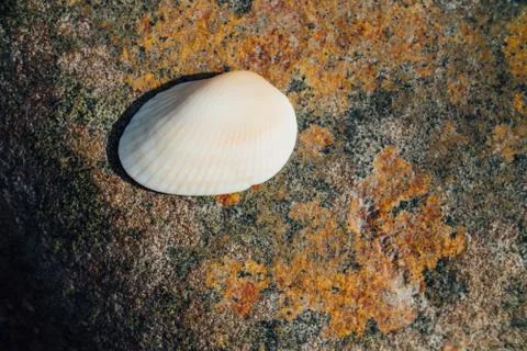 White shell on the background of the texture of sea stone with rust. Place for Stock Photos