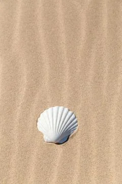 White shell on the beach Foto stock