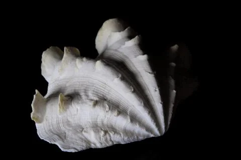 White shell on a black background Stock-Fotos