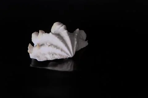 White shell on a black background Stock-Fotos