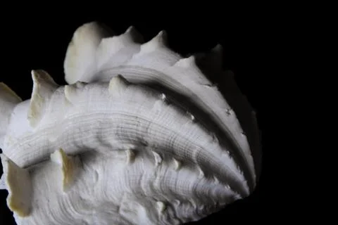 White shell on a black background Stock Photos