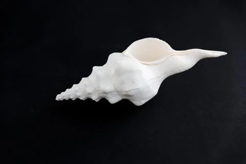 A white shell on black background. Stock Photos