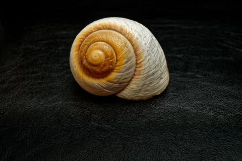 White shell on black background Stock Photos