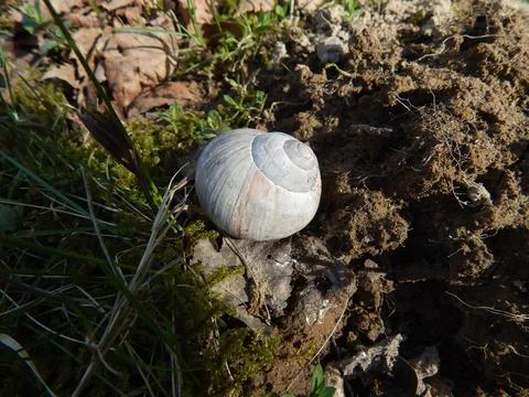 White shell close-up. Foto stock