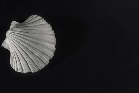 White shell on dark background Foto stock