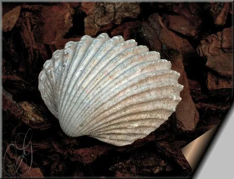 White shell on floor Stock Photos
