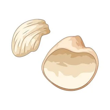 White shell illustration Stock Illustration