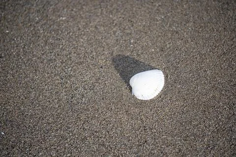 A white shell is laying on the sand 스톡 사진
