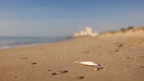 A white shell lies in the sand on the beach. Only the shell is in sharp focus. Stock Footage 153239135